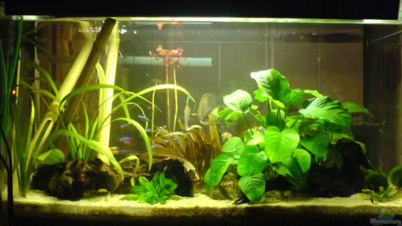 Aquarium Hauptansicht von Becken 8423 Aquarium Hauptansicht von Becken 8423