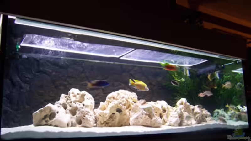 Aquarium Hauptansicht von Becken 846 Aquarium Hauptansicht von Becken 846