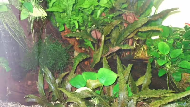 Aquarium Hauptansicht von Becken 8467 Aquarium Hauptansicht von Becken 8467