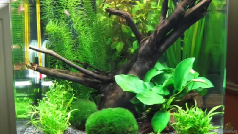 Aquarium Hauptansicht von Becken 8532 Aquarium Hauptansicht von Becken 8532