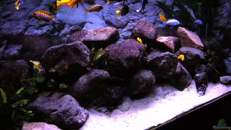 Aquarium Hauptansicht von Becken 854 Aquarium Hauptansicht von Becken 854