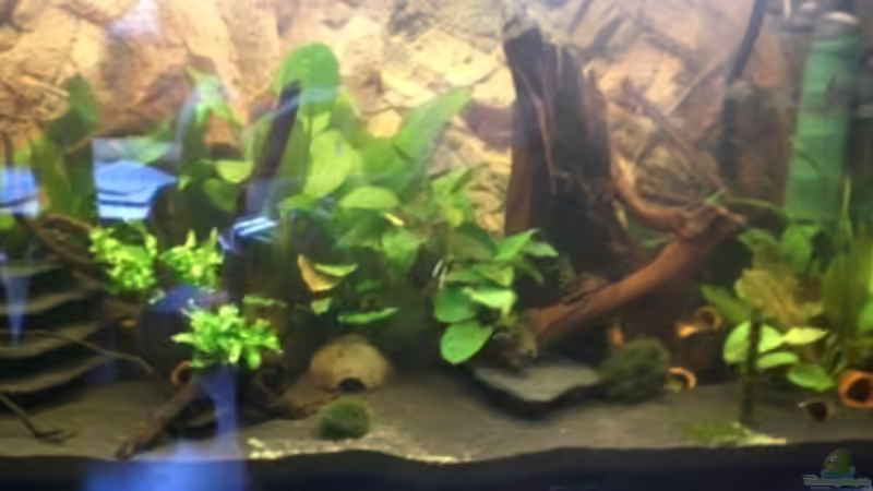 Aquarium Hauptansicht von Becken 8663 Aquarium Hauptansicht von Becken 8663