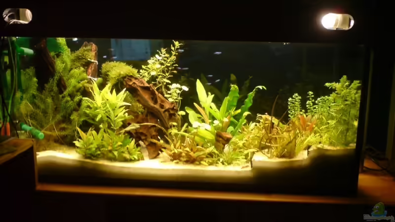 Aquarium Hauptansicht von Becken 8671 Aquarium Hauptansicht von Becken 8671