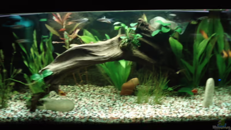 Aquarium Hauptansicht von Becken 8808 Aquarium Hauptansicht von Becken 8808