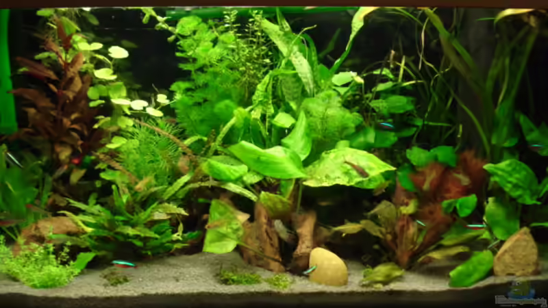 Aquarium Hauptansicht von Becken 8810 Aquarium Hauptansicht von Becken 8810