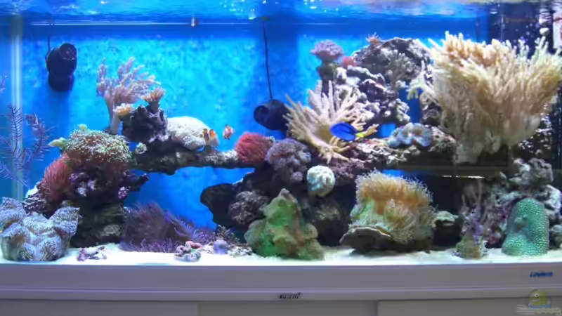 Aquarium Hauptansicht von Becken 8816 Aquarium Hauptansicht von Becken 8816