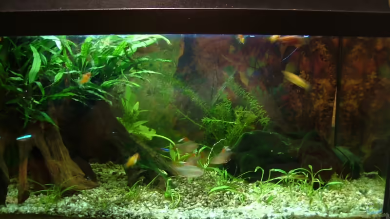 Aquarium Hauptansicht von Becken 8817 Aquarium Hauptansicht von Becken 8817