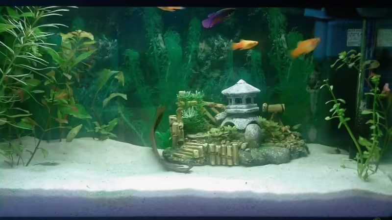 Aquarium Hauptansicht von Becken 8836 Aquarium Hauptansicht von Becken 8836