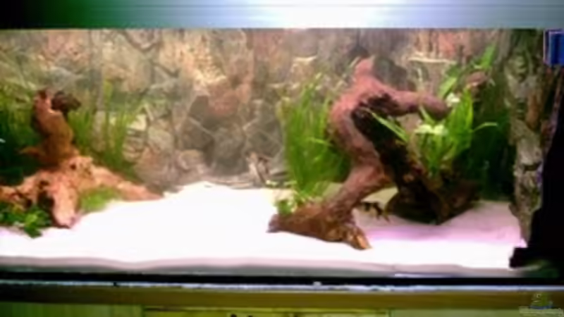 Aquarium Hauptansicht von Becken 886 Aquarium Hauptansicht von Becken 886