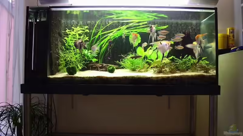 Aquarium Hauptansicht von Becken 8864 Aquarium Hauptansicht von Becken 8864