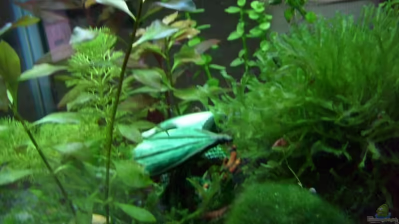 Aquarium Hauptansicht von Becken 8874 Aquarium Hauptansicht von Becken 8874