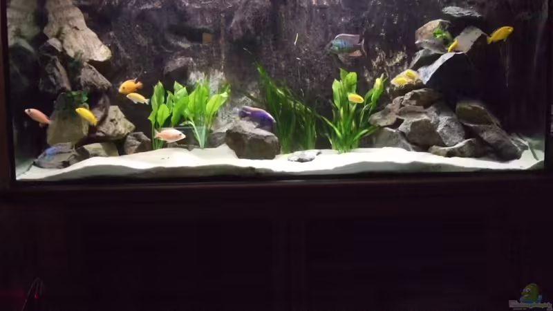 Aquarium Hauptansicht von Becken 8879 Aquarium Hauptansicht von Becken 8879