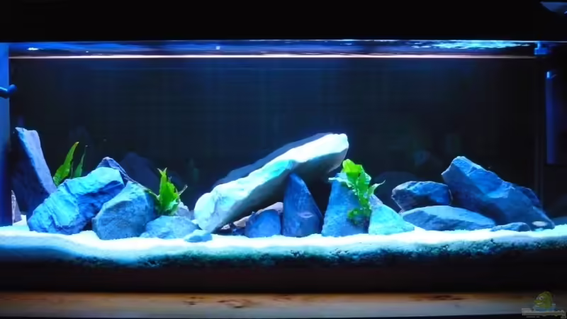 Aquarium Hauptansicht von Becken 8930 Aquarium Hauptansicht von Becken 8930