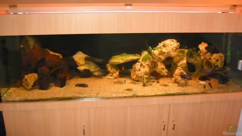 Aquarium Hauptansicht von Becken 9 Aquarium Hauptansicht von Becken 9