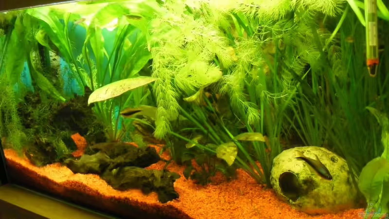 Aquarium Hauptansicht von Becken 9096 Aquarium Hauptansicht von Becken 9096