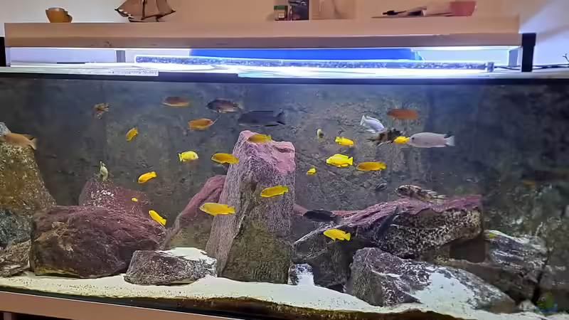 Aquarium Hauptansicht von Becken 91 Aquarium Hauptansicht von Becken 91