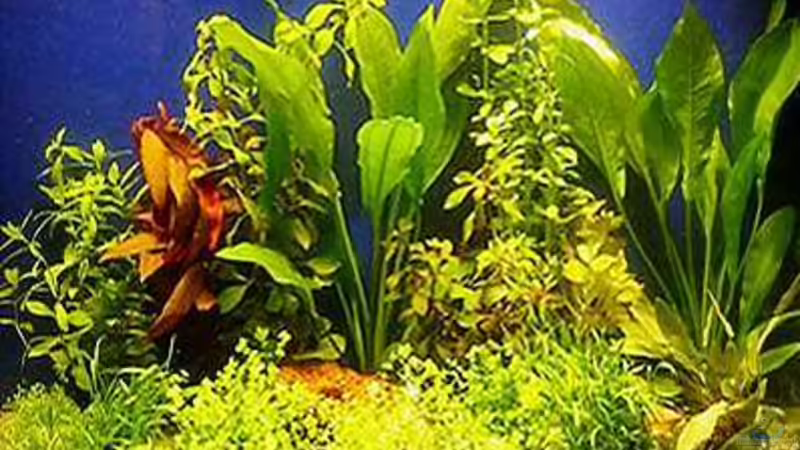 Aquarium Hauptansicht von Becken 9120 Aquarium Hauptansicht von Becken 9120