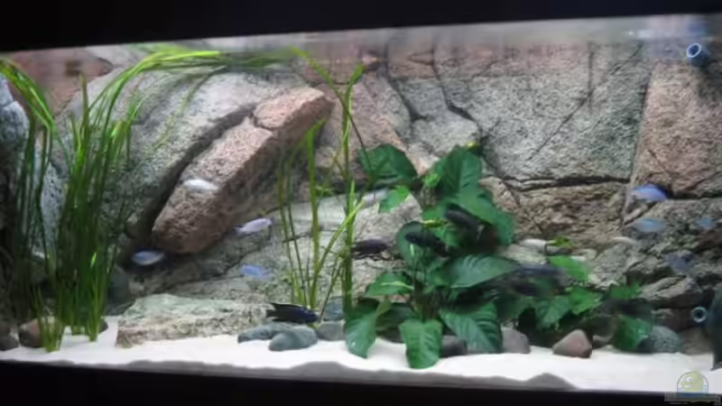 Aquarium Hauptansicht von Becken 9132 Aquarium Hauptansicht von Becken 9132