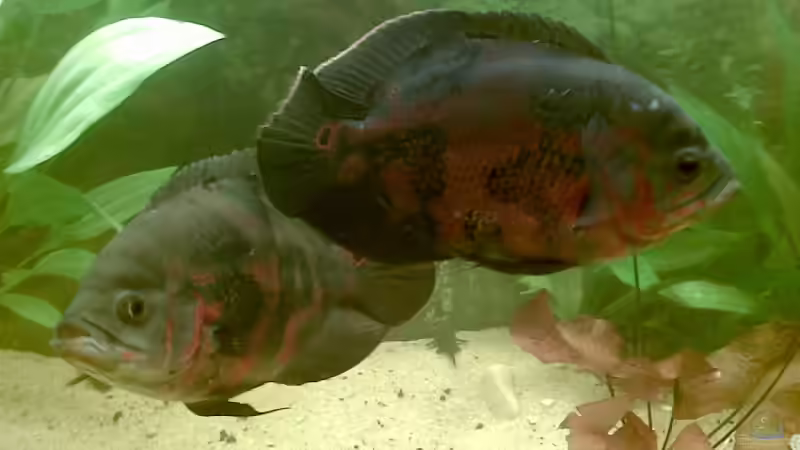 Aquarium Hauptansicht von Becken 9144 Aquarium Hauptansicht von Becken 9144