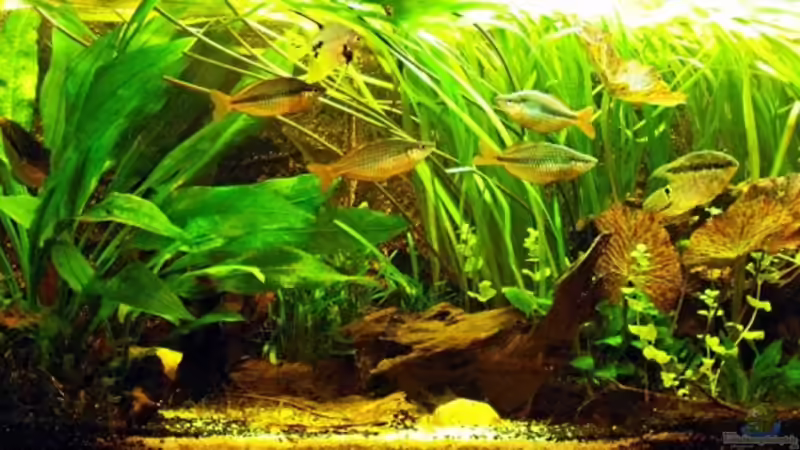 Aquarium Hauptansicht von Becken 9179 Aquarium Hauptansicht von Becken 9179