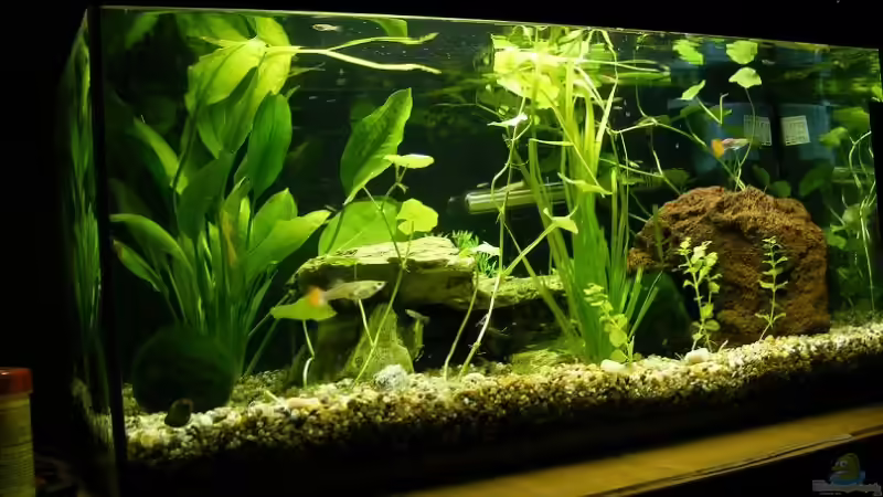 Aquarium Hauptansicht von Becken 9199 Aquarium Hauptansicht von Becken 9199