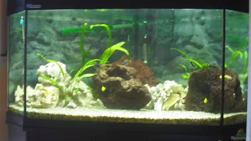 Aquarium Hauptansicht von Becken 923 Aquarium Hauptansicht von Becken 923