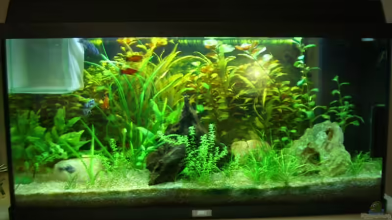 Aquarium Hauptansicht von Becken 9240 Aquarium Hauptansicht von Becken 9240