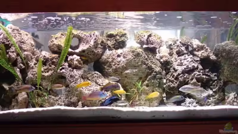 Aquarium Hauptansicht von Becken 93 Aquarium Hauptansicht von Becken 93