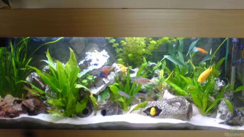 Aquarium Hauptansicht von Becken 9302 Aquarium Hauptansicht von Becken 9302