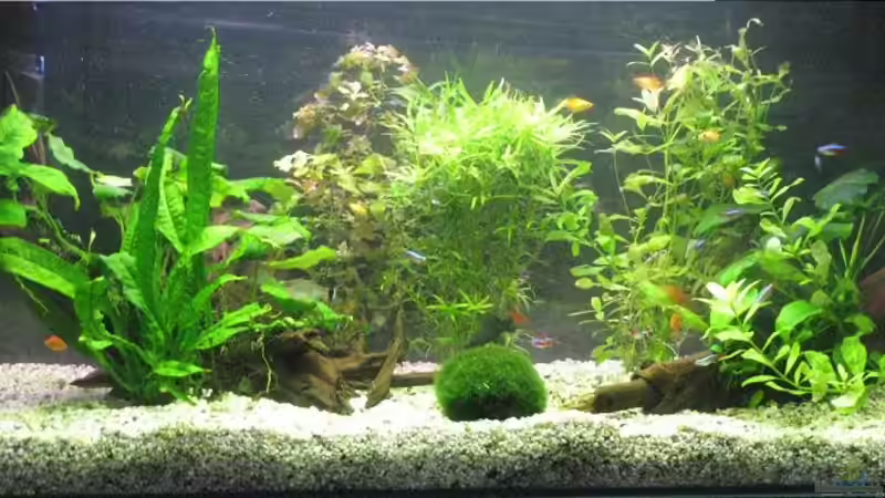 Aquarium Hauptansicht von Becken 9325 Aquarium Hauptansicht von Becken 9325