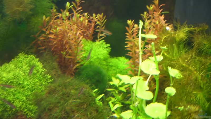 Aquarium Hauptansicht von Becken 9331 Aquarium Hauptansicht von Becken 9331