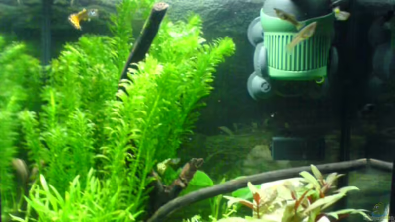 Aquarium Hauptansicht von Becken 9350 Aquarium Hauptansicht von Becken 9350