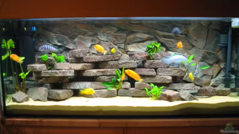 Aquarium Hauptansicht von Becken 939 Aquarium Hauptansicht von Becken 939