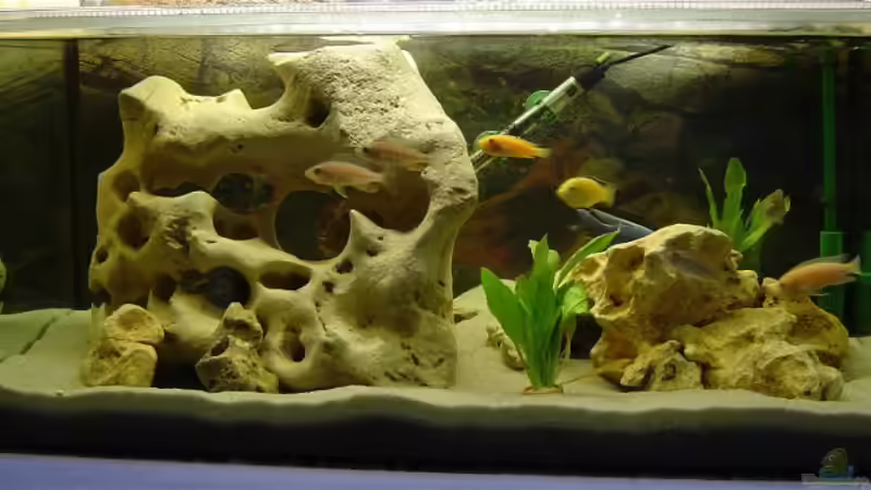 Aquarium Hauptansicht von Becken 942 Aquarium Hauptansicht von Becken 942