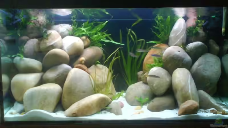 Aquarium Hauptansicht von Becken 9421 Aquarium Hauptansicht von Becken 9421