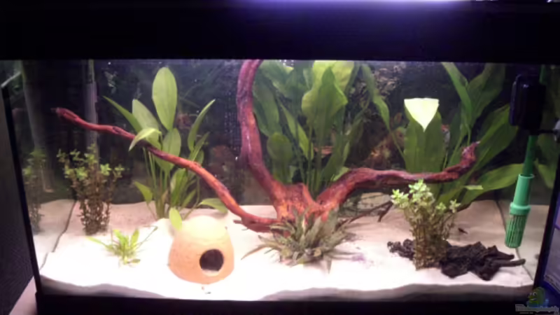 Aquarium Hauptansicht von Becken 9456 Aquarium Hauptansicht von Becken 9456