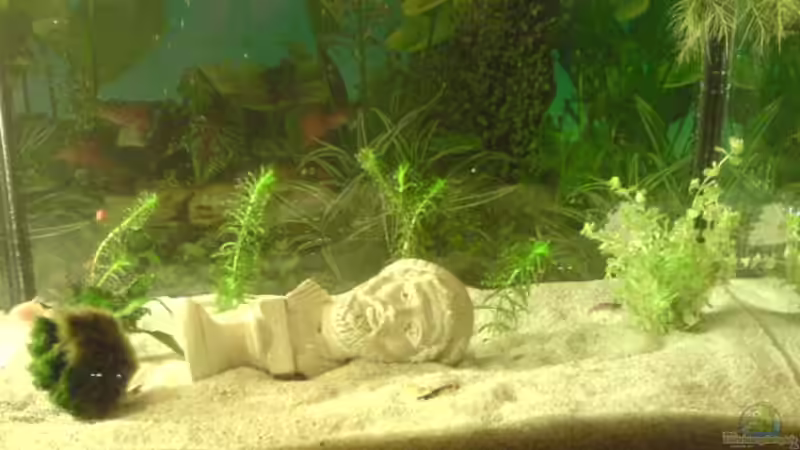 Aquarium Hauptansicht von Becken 9470 Aquarium Hauptansicht von Becken 9470