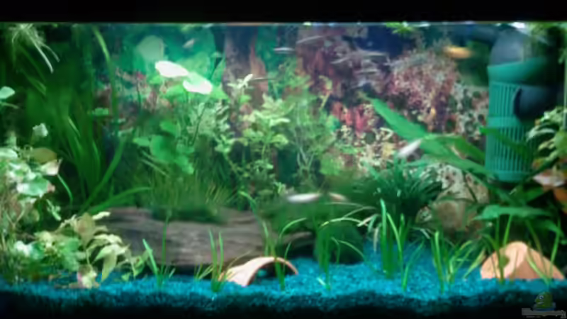 Aquarium Hauptansicht von Becken 9476 Aquarium Hauptansicht von Becken 9476