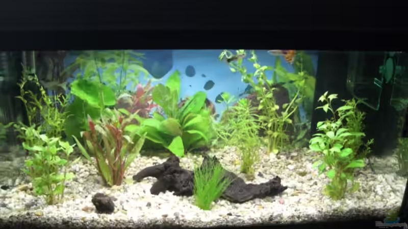 Aquarium Hauptansicht von Becken 9479 Aquarium Hauptansicht von Becken 9479