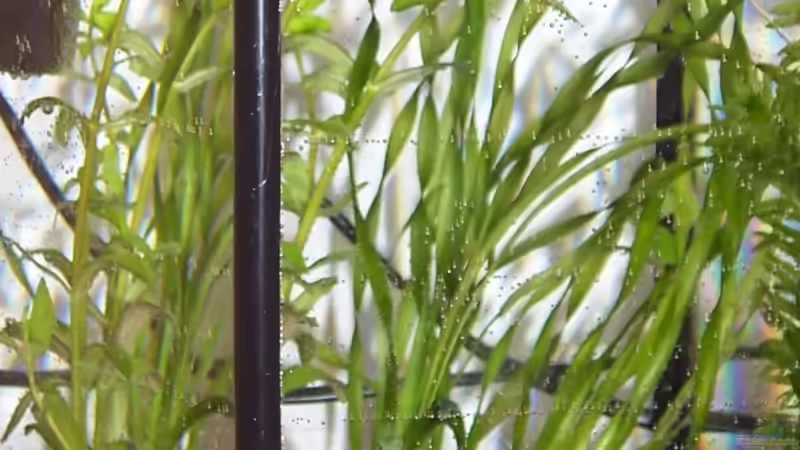 Aquarium Hauptansicht von Becken 9480 Aquarium Hauptansicht von Becken 9480