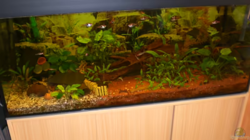 Aquarium Hauptansicht von Becken 9510 Aquarium Hauptansicht von Becken 9510