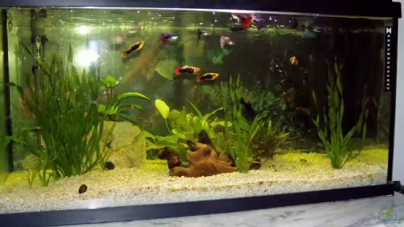 Aquarium Hauptansicht von Becken 9513 Aquarium Hauptansicht von Becken 9513