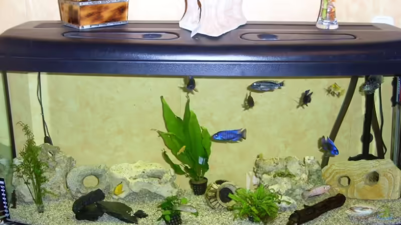 Aquarium Hauptansicht von Becken 9525 Aquarium Hauptansicht von Becken 9525