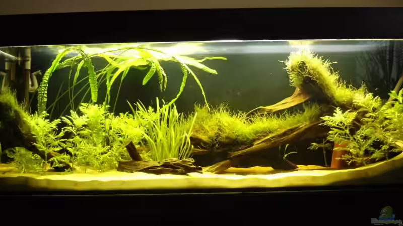 Aquarium Hauptansicht von Becken 9562 Aquarium Hauptansicht von Becken 9562