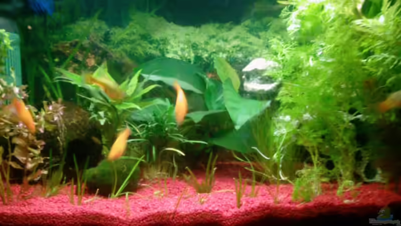 Aquarium Hauptansicht von Becken 9590 Aquarium Hauptansicht von Becken 9590