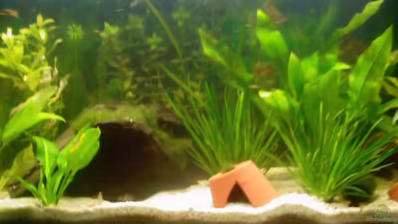 Aquarium Hauptansicht von Becken 9591 Aquarium Hauptansicht von Becken 9591