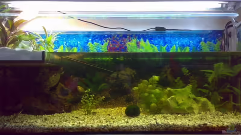 Aquarium Hauptansicht von Becken 9593 Aquarium Hauptansicht von Becken 9593