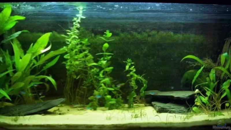 Aquarium Hauptansicht von Becken 9595 Aquarium Hauptansicht von Becken 9595