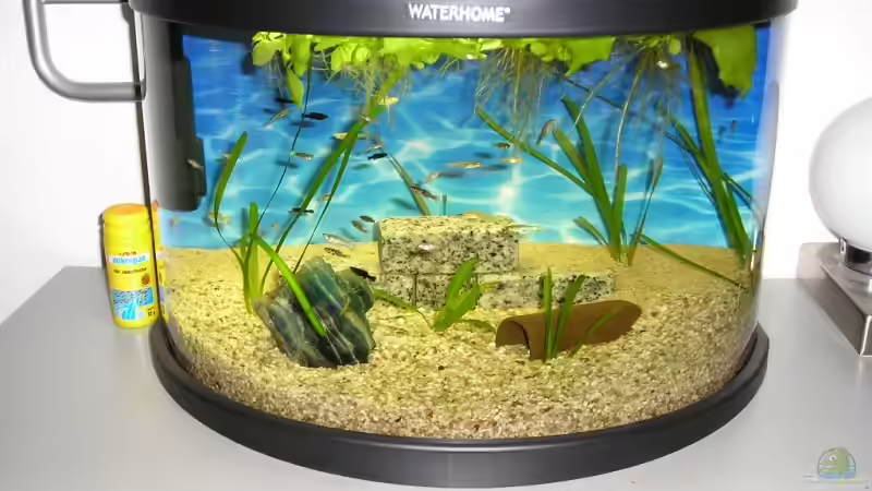 Aquarium Hauptansicht von Becken 9618 Aquarium Hauptansicht von Becken 9618