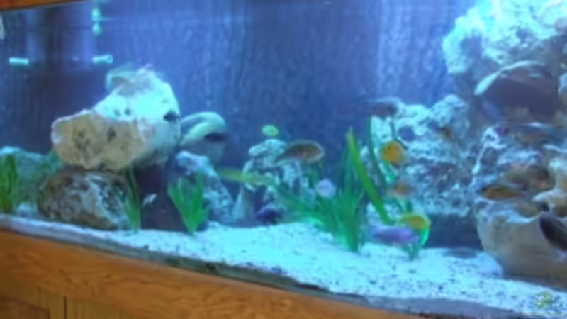 Aquarium Hauptansicht von Becken 9640 Aquarium Hauptansicht von Becken 9640